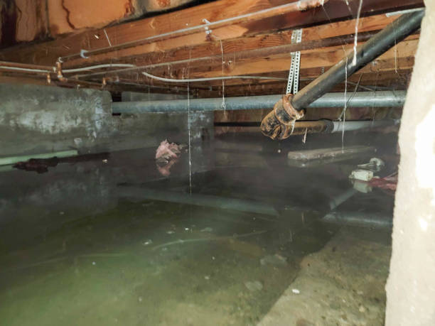 Best Mold removal after water damage  in North Alamo, TX
