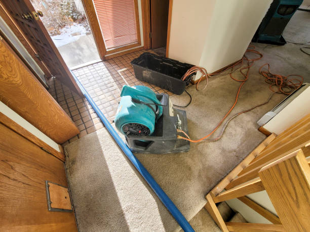 Best Water damage cleanup near me  in North Alamo, TX